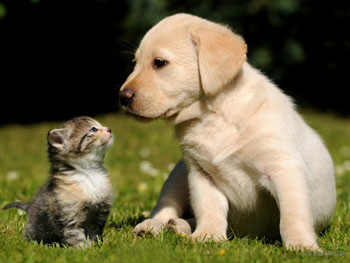 Cani-e-Gatti-1
